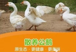 八鹅吃瓜菌娱乐圈,娱乐圈风云录